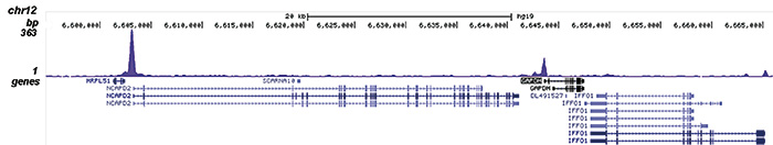 NFYB Antibody validated in ChIP-seq 
