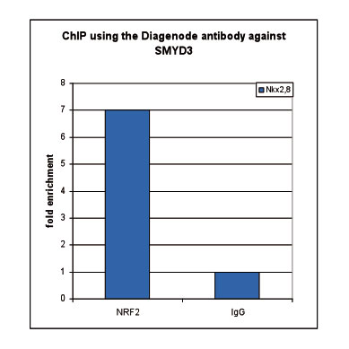 SMYD3 Antibody ChIP Grade
