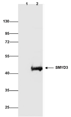 SMYD3 Antibody validated in Immunoprecipitation