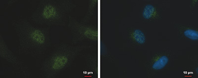 TET2 Antibody validated in Immunofluorescent