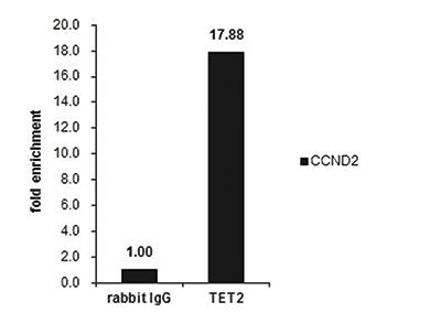 TET2 Antibody ChIP Grade