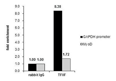 TFIIF Antibody ChIP Grade