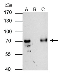TFIIF Antibody validated in Immunoprecipitation
