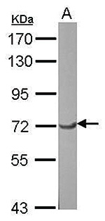 TFIIF Antibody validated in Western Blot
