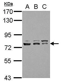 TFIIF Antibody validated in Western Blot