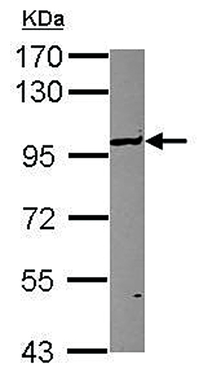 UHRF1 Antibody validated in Western Blot