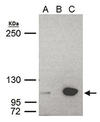 UHRF1 Antibody validated in Immunoprecipitation