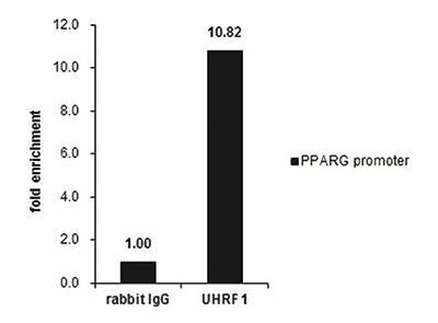 UHRF1 Antibody ChIP Grade