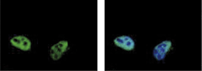 TARDBP Antibody validated in Immunofluorescence