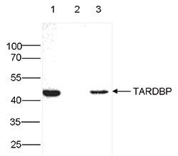 TARDBP Antibody validated in Immunoprecipitation