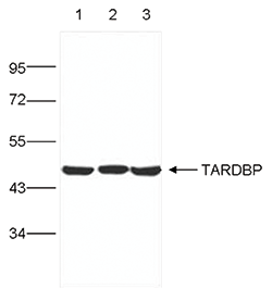 TARDBP Antibody validated in Western Blot 