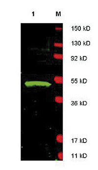 Western blot results