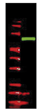 Western blot results