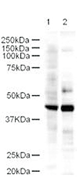 Western blot