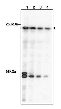 Western blot results