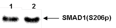 SMAD1 Antibody validated in Western Blot