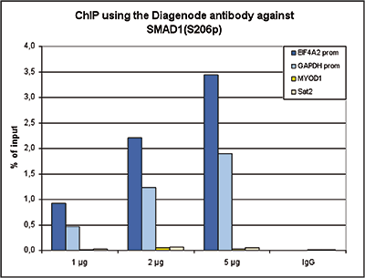 SMAD1 Antibody ChIP Grade