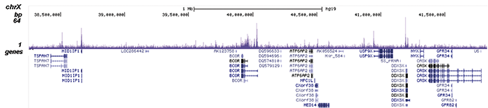 SMAD1 Antibody for ChIP-seq