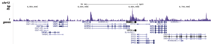 SMAD1 Antibody for ChIP-seq assay