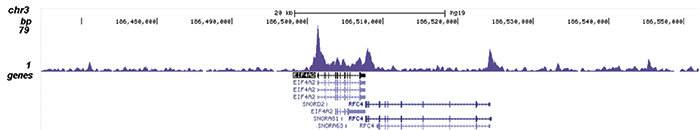 SMAD1 Antibody validated in ChIP-seq