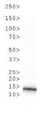 Western blot results