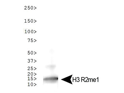 Western blot results