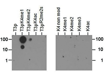 Dot blot results