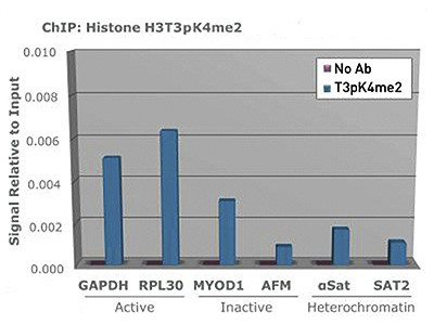 H3T3pK4me2 Antibody ChIP Grade