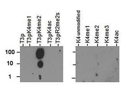 H3T3pK4me2 Antibody validated in Dot Blot