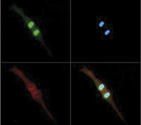 H3T3pK4me2 Antibody validated in Immunofluorescence