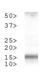 H3T3pK4me2 Antibody validated in Western Blot