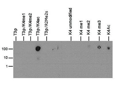 Dot blot results