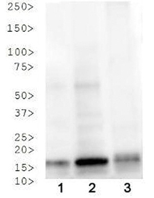 Western blot results