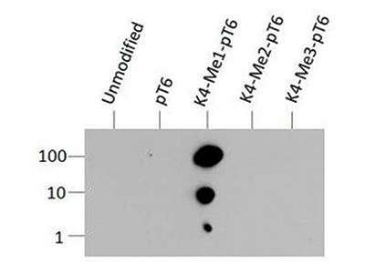 Dot blot results