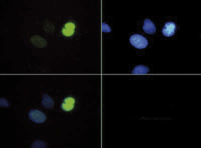 Immunofluorescence