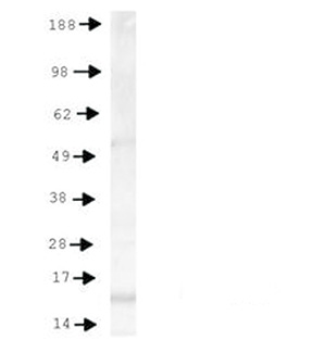 Western blot