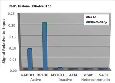 H3K4me3T6p Antibody ChIP Grade