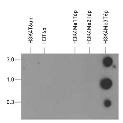 H3K4me3T6p Antibody validated in Dot Blot