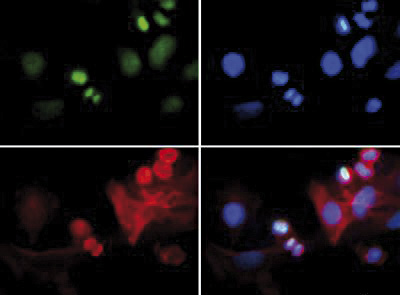H3K4me3T6p Antibody validated in Immunofluorescence