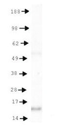 H3K4me3T6p Antibody validated in Western Blot