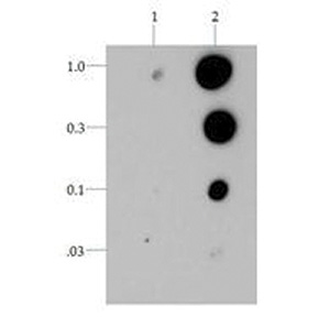 Dot blot results