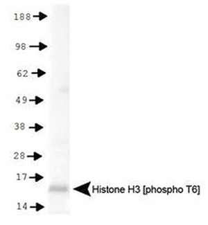 Western blot results