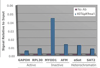 H3T6pK9me1 Antibody ChIP Grade