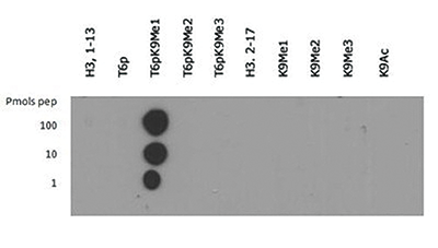 H3T6pK9me1 Antibody validated in Dot Blot