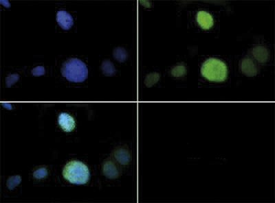 H3T6pK9me1 Antibody validated in Immunofluorescence 