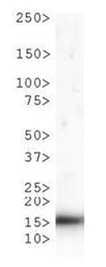 H3T6pK9me1 Antibody validated in Western Blot 