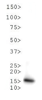 H3T6pK9me1 Antibody validated in Western Blot 