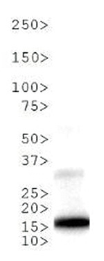 H3T6pK9me1 Antibody validated in Western Blot 