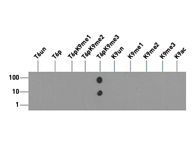 H3T6pK9me3 Antibody validated in Dot blot 