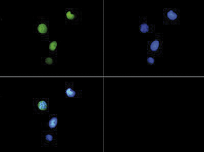 H3T6pK9me3 Antibody validated in Immunofluorescence 